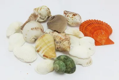 Produktbild von Deko Muscheln - bunter Mix ca. 100g
