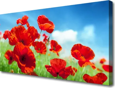 Produktbild von Tulup Leinwand-Bilder 100x50 Wandbild Canvas Kunstdruck Mohnblumen Pflanzen