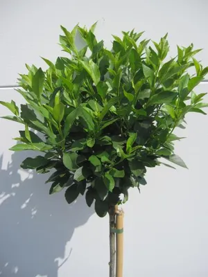Produktbild von Hochstamm Steppenkirsche Globosa - Prunus fruticosa - Stamm 80cm + Krone