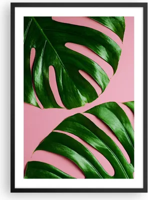 Produktbild von Gerahmtes Poster - Schwarzer Rahmen - Monstera Blatt Rosa - 50x70 cm - Wand Bild - Wanddeko - Wandbilder - Kunstposter - Wandposter - Bilderrahmen - Bilder - Kunstdruck - P2BPA50x70-4407