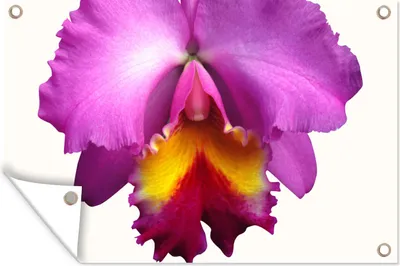 Produktbild von MuchoWow® 90x60 cm Outdoor-Poster Gartendeko Sichtschutz Garten Poster für den Garten  Nahaufnahme Orchidee