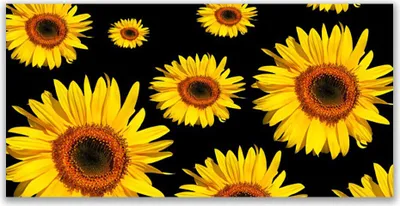 Produktbild von Glasbilder 140x70 Wandbild Druck auf Glas Sonnenblumen Pflanzen