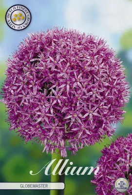 Artikelbild 2 von 'Zierlauch Globemaster (1 Stück)' aus der Kategorie Zierlauchzwiebeln / Allium