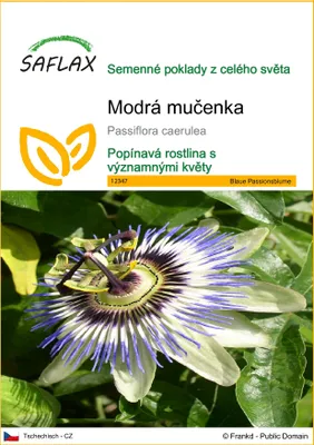Obrázek produktu pro SAFLAX - Modrá mučenka - Passiflora caerulea - 25 Semena