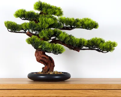 Obrázek produktu pro Pokojová dekorativní bonsai - Borovice (PN-5)