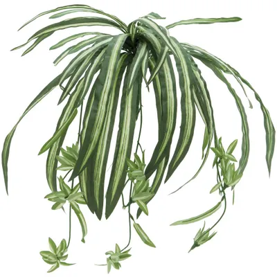 Immagine prodotto di EUROPALMS Giglio verde, artificiale, 60 cm