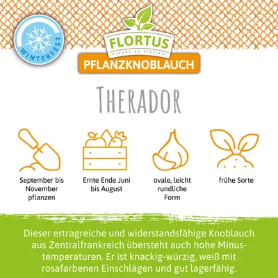 Produktbild von Winterpflanzknoblauch Therador | Pflanzknoblauch von FLORTUS, Menge:3 Stück