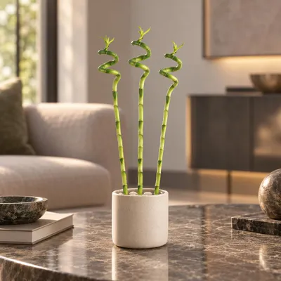 Produktbild von 3er-Set Glücksbambus spiralförmig - Höhe ca. 50 cm, Topf-Ø 5 cm - Dracaena Sanderiana