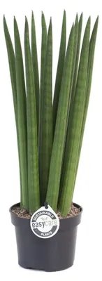Zdjęcie produktu dla Sansevieria Cylindrica Straight ok. 40 cm Konopie kokosowe Język teściowej lepsze powietrze w pomieszczeniach