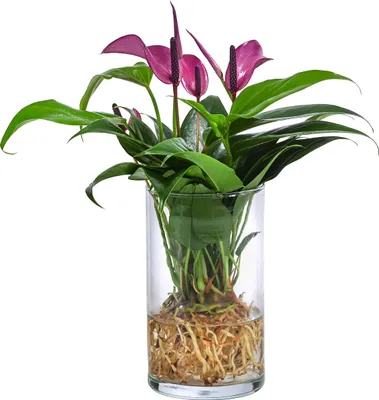 Produktbild von Dehner Waterplant Flamingoblume, Anthurium Zizou, Wasserpflanze im Glas, Ø 9 cm, Höhe 25 cm, Zimmerpflanze, lila