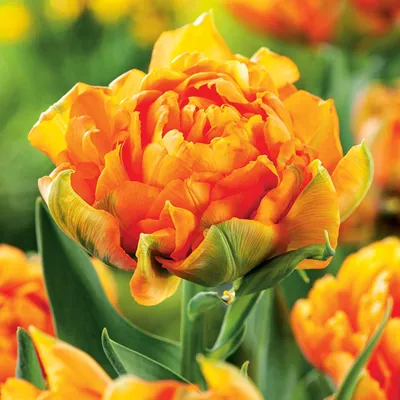 Obrázok produktu pre Tulipán pre zberateľa Orca 5 ks Tulipánové cibuľky Tulipánové cibuľky