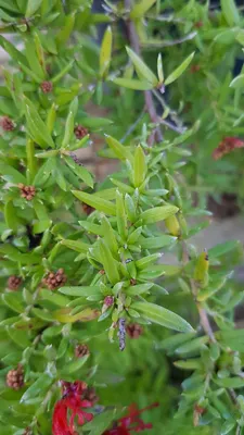Image de Grevillea juniperina / Grévillée à feuilles de genévrier