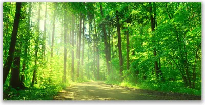 Produktbild von Tulup Leinwand-Bilder 140x70 Wandbild Canvas Kunstdruck Wald Natur