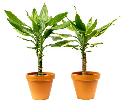 Obrázok produktu pre Gardners Dracaena fragrans zmes kmeňov, priemer 12 cm