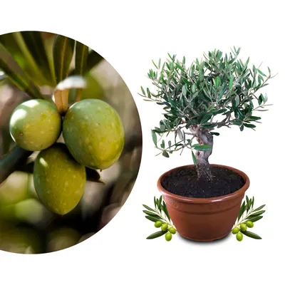 Produktbild von Meine Orangerie Olivenbaum Bonsai Mezzo - echtes Olivenbäumchen - Olea Europaea - Olive Tree - altes Olivenstämmchen in der Schale