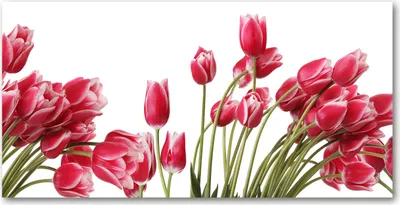 Produktbild von Tulup Glas-Bild -140x70- Wandkunst Dekorative Wand für Küche & Wohnzimmer - Blumen & Pflanzen - Rote Tulpen - Rot
