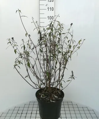 Obrázek produktu pro Buddleja dav. 'Black Knight' - Motýlí keř 60- 80 cm nádoba