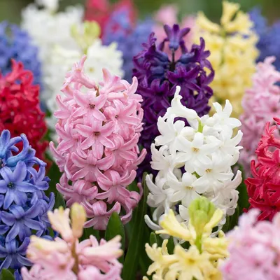 Produktbild von Green boutiQ - 10x Hyacinthus mix - Hyazinthen-Mix - Diverses - Frühlingsblüher - Zwiebelgröße 14/15