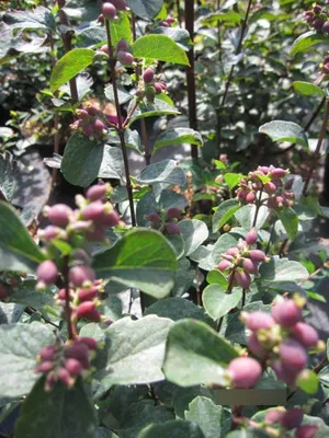 Produktbild von Symphoricarpos Magical Temptation - Schneebeere Magical Temptation 60-100 cm