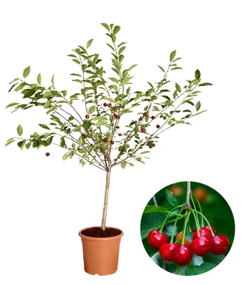 Produktbild von Dehner Zwergkirsche Griotella, säuerliche Früchte, ca. 80-90 cm, 6 l Topf, Obstbaum