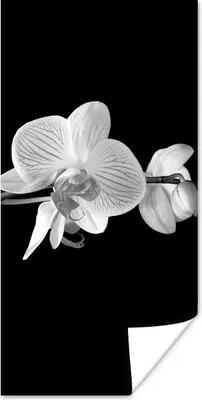Produktbild von MuchoWow® Poster Orchidee - Blumen - Schwarz - Rosa - Knöpfe 60x120 cm - Wandschmuck