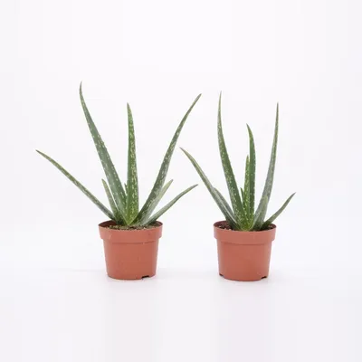 Immagine prodotto di Pianta di aloe vera 25 cm - vera aloe vera - pianta da appartamento