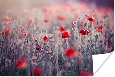 Produktbild von MuchoWow® Poster Rote Mohnblumen im Feld 120x80 cm - Bilder