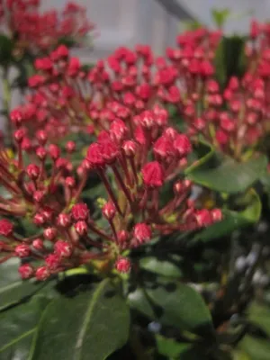 Produktbild von Lorbeerrose - Berglorbeer Pink Charme - Kalmia latifolia Pink Charme - 30-40cm