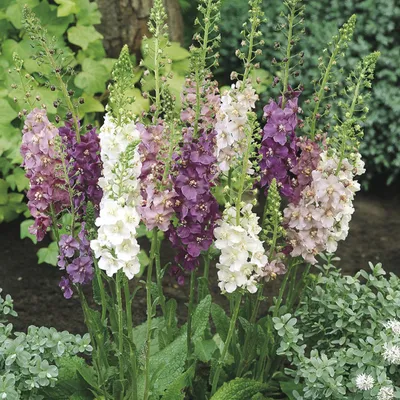 Produktbild von 6 x Königskerze - Verbascum phoeniceum  | Topf 9cm x 9cm