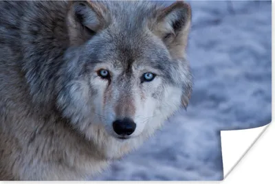 Produktbild von MuchoWow® Poster Kopf eines grauen Wolfs 120x80 cm - Bilder