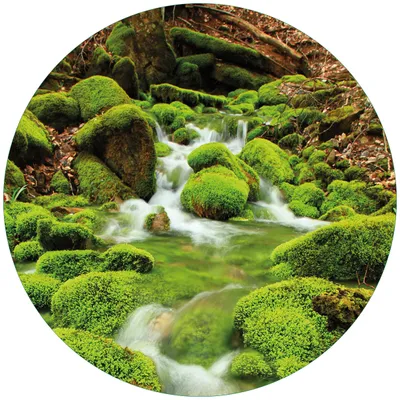 Produktbild von Wallario Premium Glasbild, freischwebende Optik, kräftige Farben, rund 50cm Durchmesser, Motiv Moosiger Bach