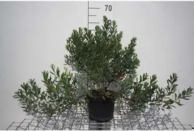 Obrázok produktu pre Myrica gale - Blatniak vihorlatský 30- 40 cm - Kontajner