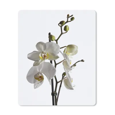 Produktbild von MuchoWow® Mauspad Mousepad Weiße Mottenorchidee 30x40 cm - Mousepads - Maus Mat - Pad - Mausunterlage - Mausmatten