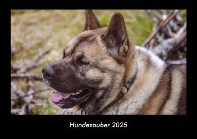 Produktbild von Hundezauber 2025 Fotokalender DIN A3