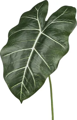 Produktbild von GASPER Alocasiablatt Grün  58 cm - Kunstpflanzen