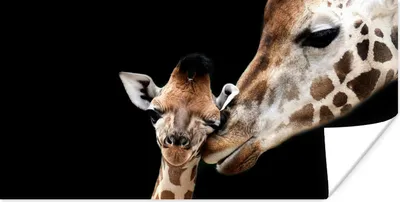 Produktbild von MuchoWow® Poster Giraffe - Tiere - Schwarz - Porträt - Tiere 40x20 cm - Poster für die Wand - Poster Schlafzimmer