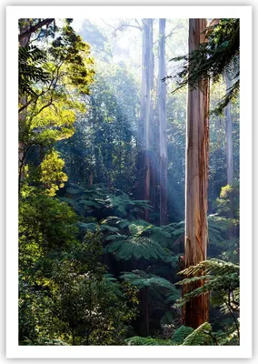 Produktbild von Poster - Poster ohne Rahmen - Morgendämmerung Bäume Wald - 70x100 cm - Wand Bild - Wanddeko - Wandbilder - Kunstposter - Wandposter - Bilder - Kunstdruck - Wanddekoration - Wandbild - P2XPA70x100-4403
