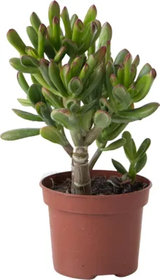 Produktbild von Pfennigbaum - Crassula ovata 'Gollum' - Höhe 15-25 cm - Topf 12 cm