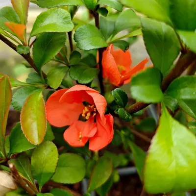 Produktbild von Set mit 4 japanischen Quitten (Chaenomelis Sup. ‘Salmon Horizon’) – orange-rosa Blüten – 9-cm-Topf
