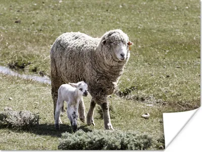 Produktbild von MuchoWow® Poster Tiere - Schafe - Lamm 40x30 cm - Plakate für die Wände - Poster Wohnzimmer