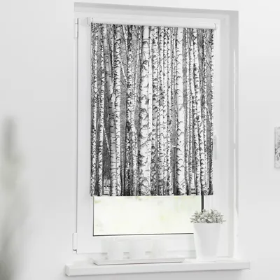 Obrázek produktu pro Roleta na okno Lichtblick bez vrtání Břízy 45x150 cm včetně upínacích držáků