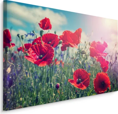 Produktbild von Fabelhafte Canvas LEINWAND BILDER 120x80 cm XXL Kunstdruck Natur Blumen Mohnblumen