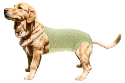 Imagen del producto de Pañales para perros reutilizables y lavables XL