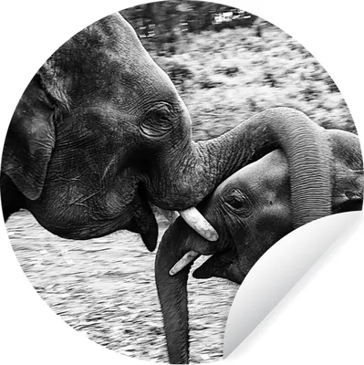 Produktbild von MuchoWow® Runde Wandtattoo - Wandsticker Tapete Aufkleber Elefant - Tiere - Natur - Schwarz und weiß Ø 30 cm Selbstklebend und Repositionierbar - Wandaufkleber - Kreis - Wandbild - Fototapete - Selbstklebend - Dekoration - Wandschmuck - Schlafzimmer