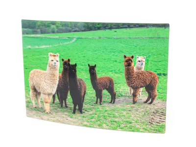 Produktbild von Cornelissen 1037359 Alpaka 3D-Postkarte
