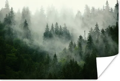 Produktbild von MuchoWow® Poster Wald - Nebel - Bäume - Natur 90x60 cm - Schlafzimmer