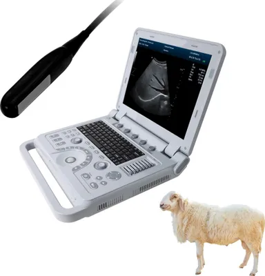 Produktbild von Tragbarer Laptop 15“ Veterinär-Ultraschall-Scanner Ultraschallgerät für Tiere PW Pulsdoppler Pferd Kuh Schaf Kamel