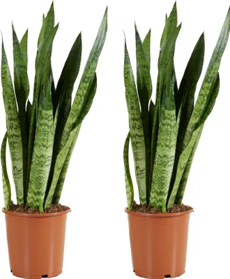 Image de Bloomique - Lot de 2 - Sansevieria Zeylanica - Langue de belle-mère - Plantes d'intérieur - Purifiant l'air - Très facile d'entretien - Hauteur 80-100 cm - Pot 21 cm