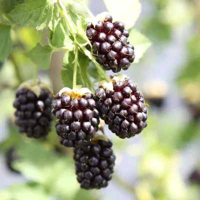 Obrázok produktu pre Ostružina 'Boysenberry bez tŕňov' cca 60 cm Beztŕňová odroda pre vašu záhradu