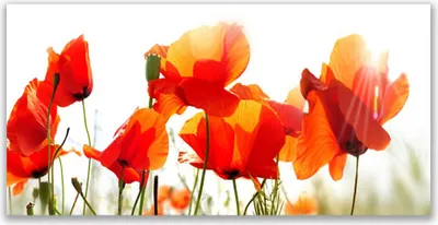 Produktbild von Tulup Leinwand-Bilder 140x70 Wandbild Canvas Kunstdruck Mohnblumen Pflanzen